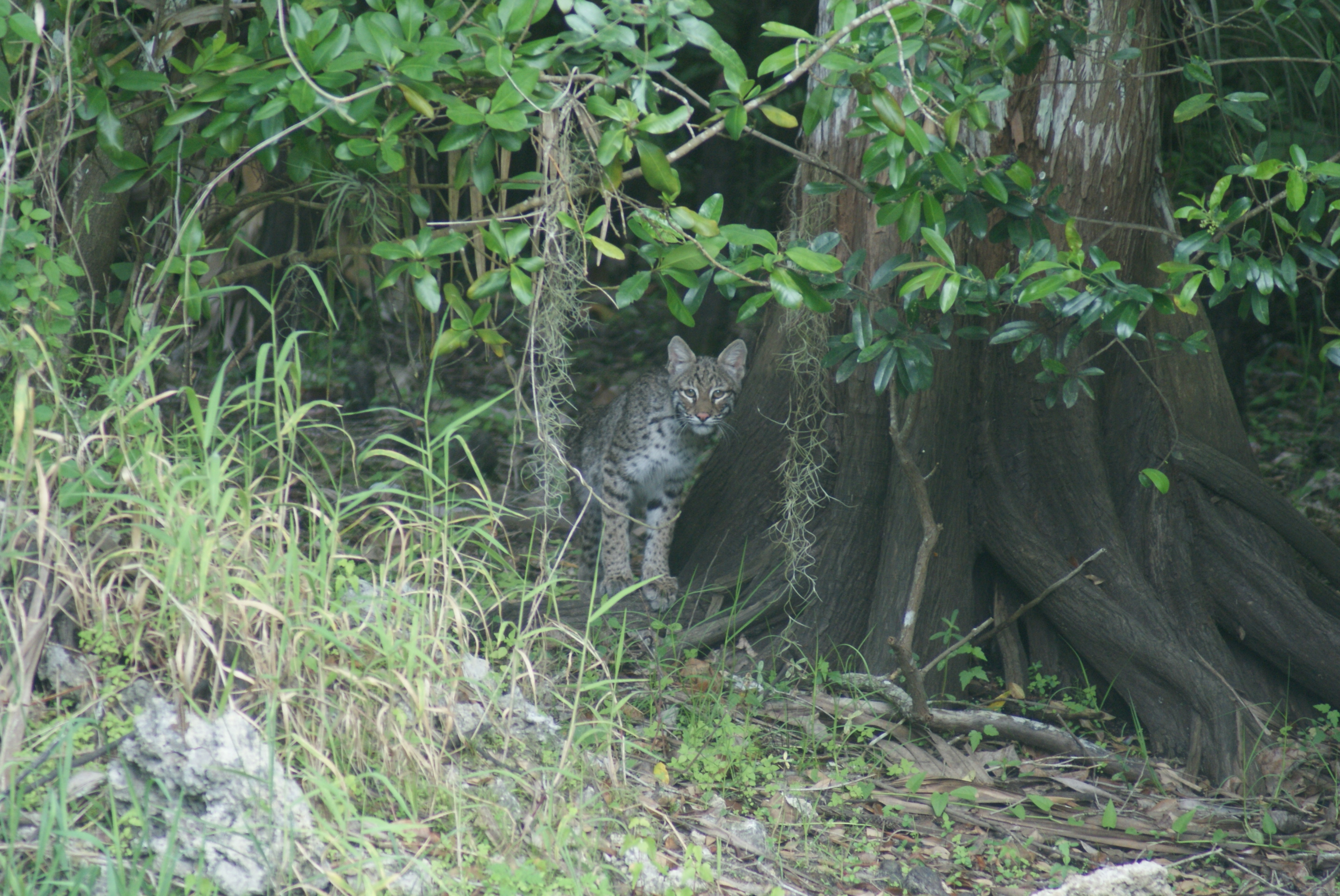 https://0201.nccdn.net/1_2/000/000/0c1/d0d/cat-bobcat--3-.jpg