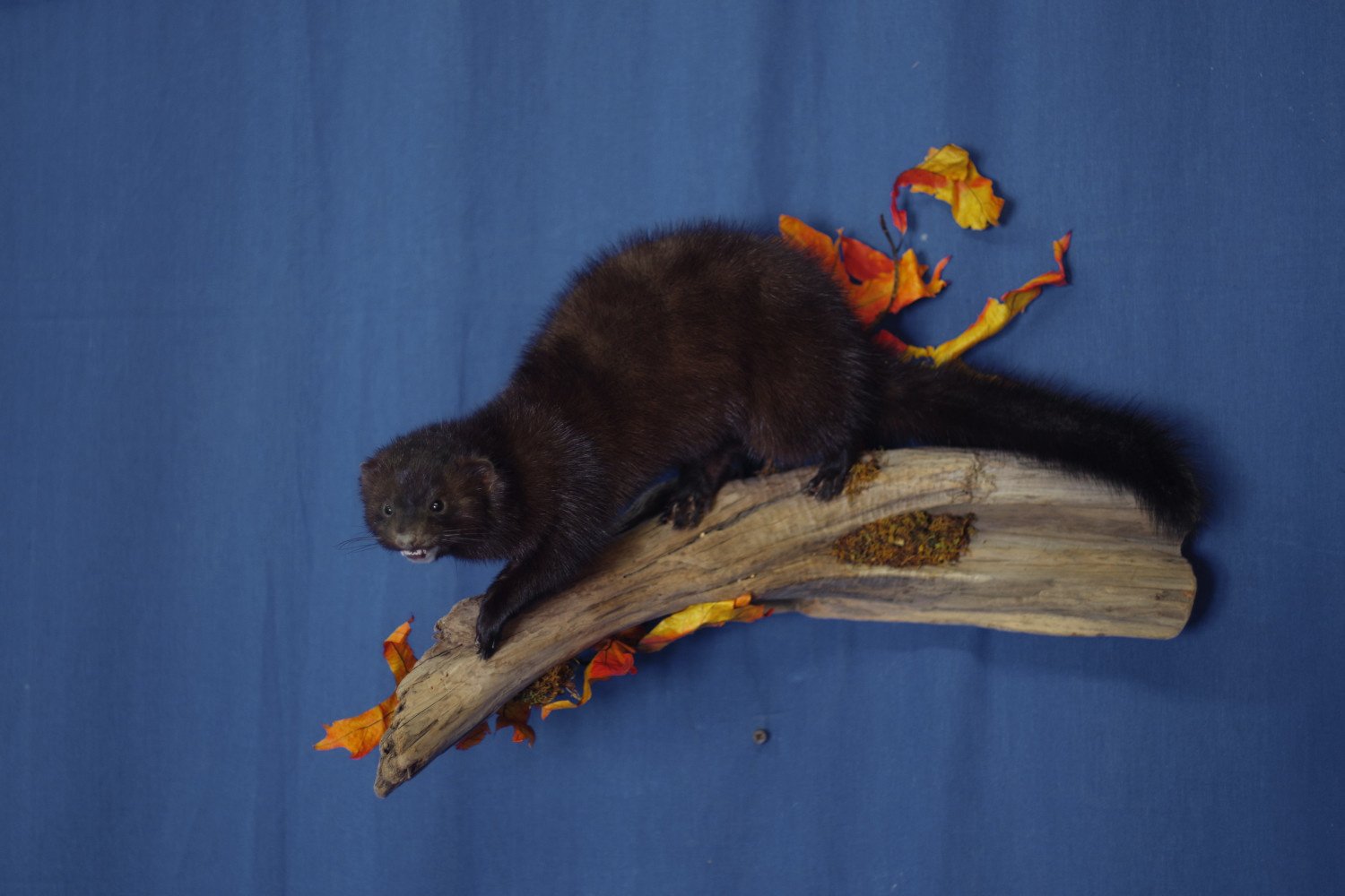 mink-running-down-limb-wall-mount