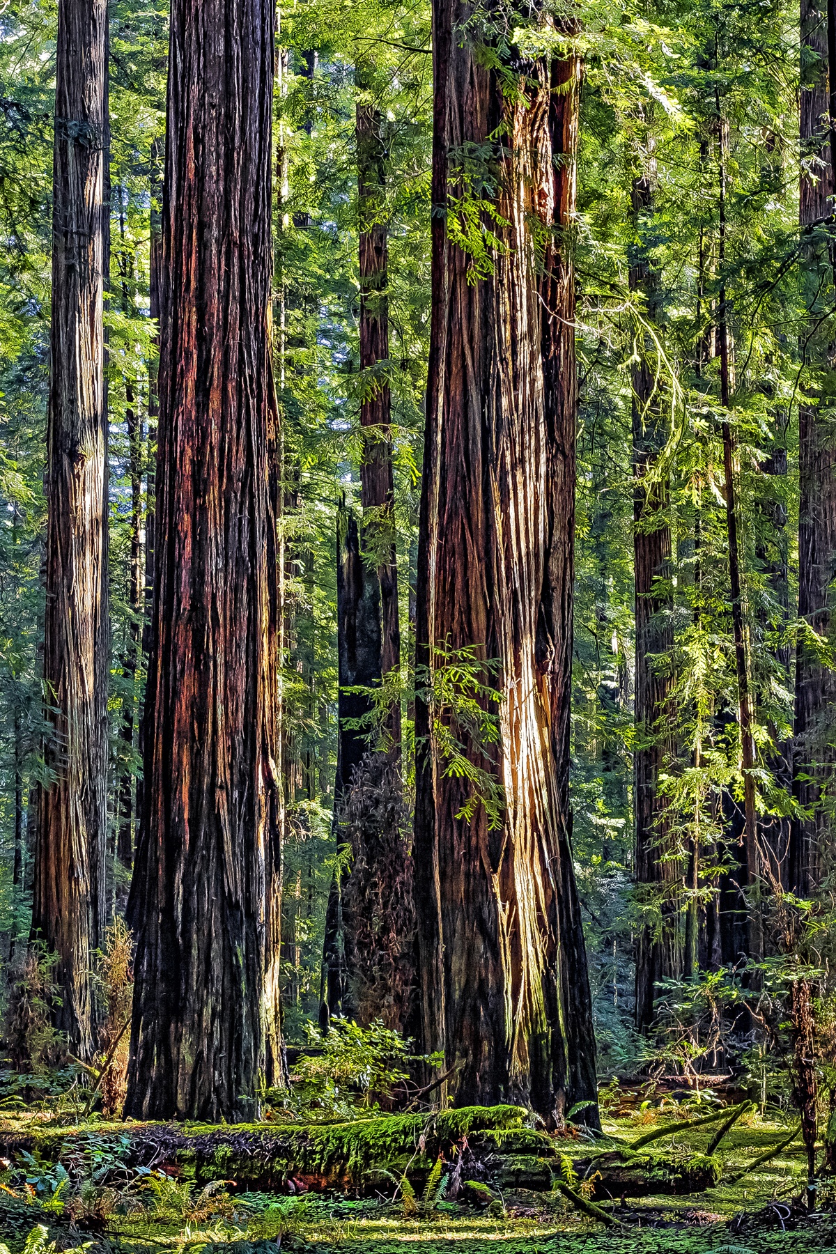 STANDING TALL - It’s difficult to describe the wonder and magnificance of the California redwoods. Even the photograph doesn’t begin to inspire like the real thing. If you haven’t seen them, I highly recommend the trip. You will be amazed.