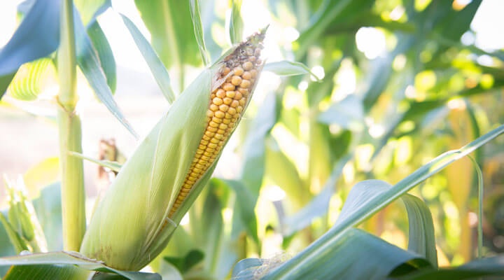 Grupo Zaqui S.P.R. de R.L. - MAIZ