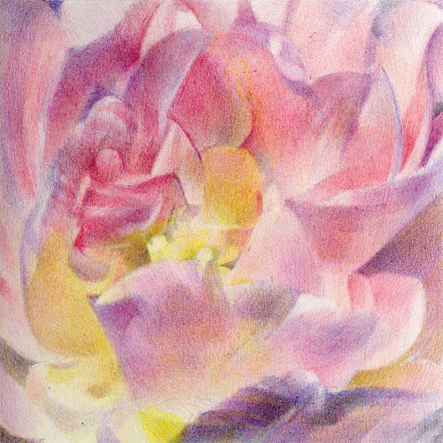 Interior, Pink Tulip (8" x8") coloured pencil on Saunders Waterford Hot Press Paper