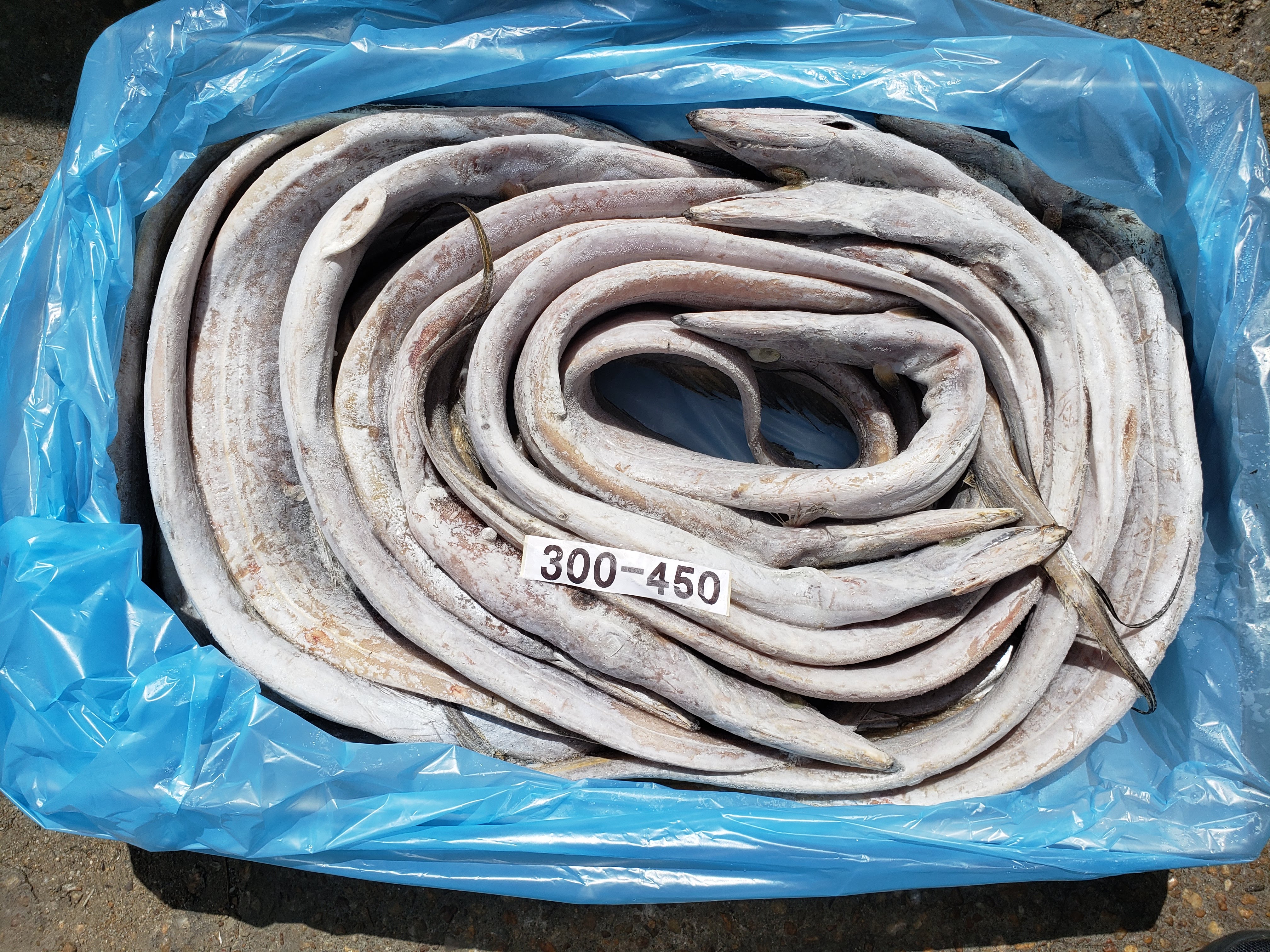 RIBBONFISH SILVERBELT 
