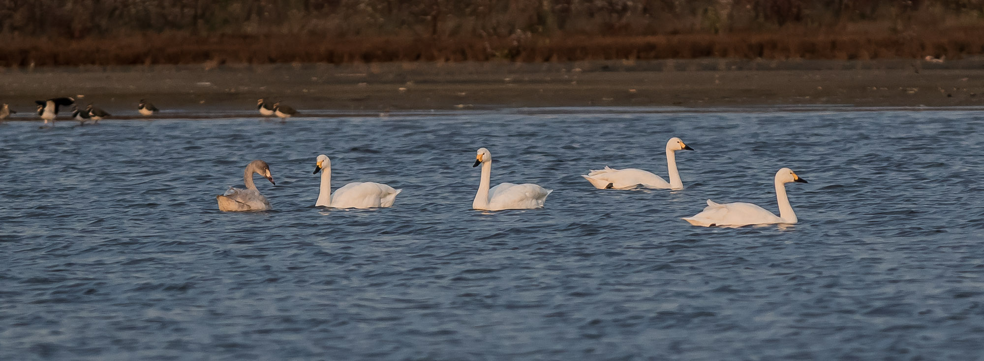 Juvenile Bewick's Swan with parents and two other adults. Juvenile Bewick's Swan with parents and two other adults.