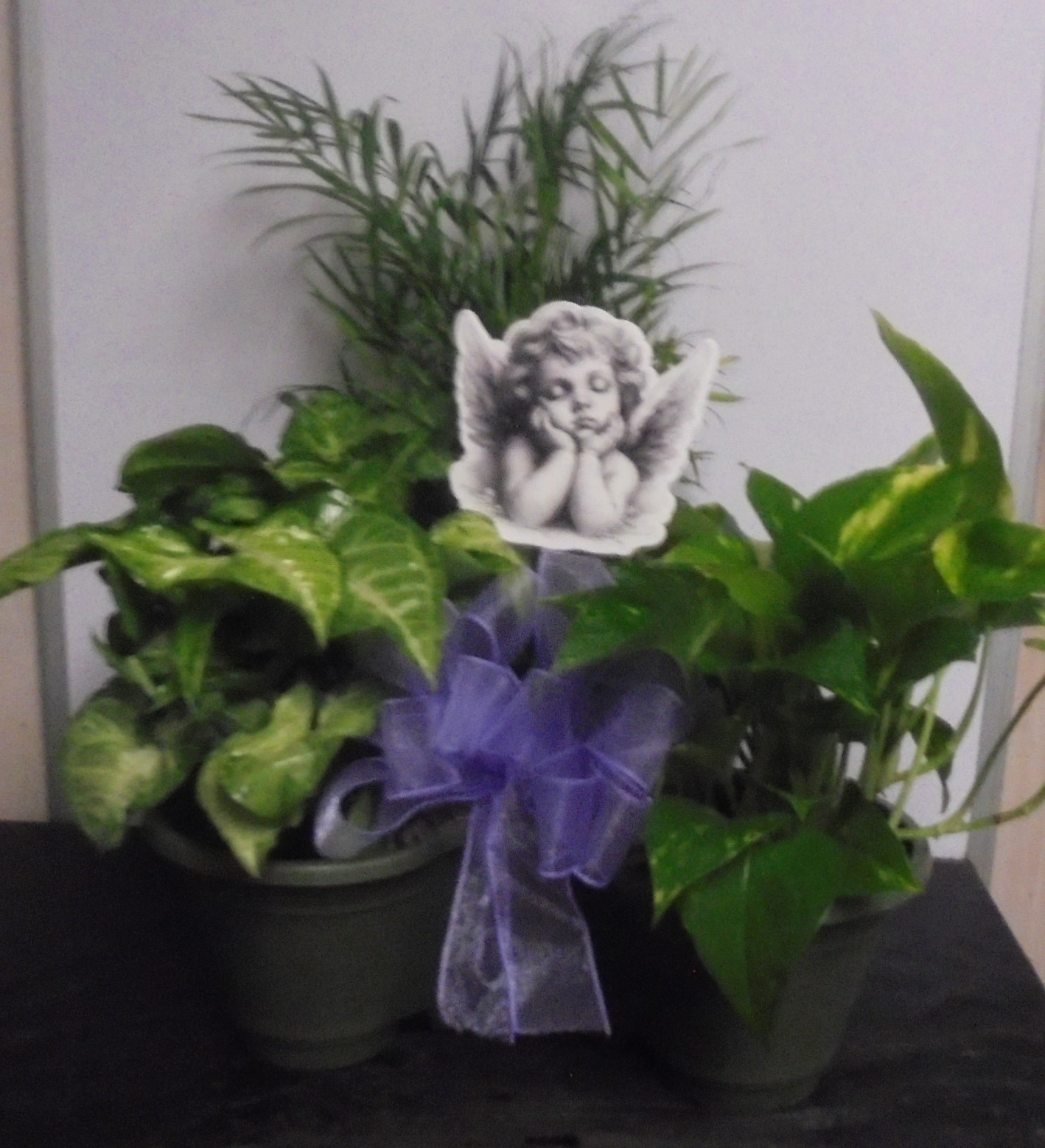 (2A) "Three" Plant Combo
W/ Angel
$60.00