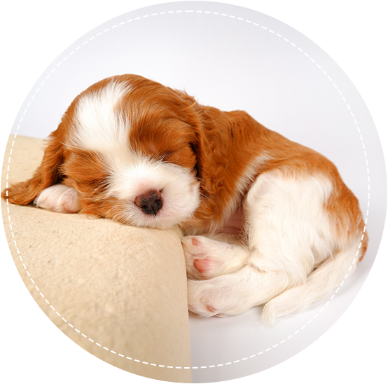 cute puppy sleeping