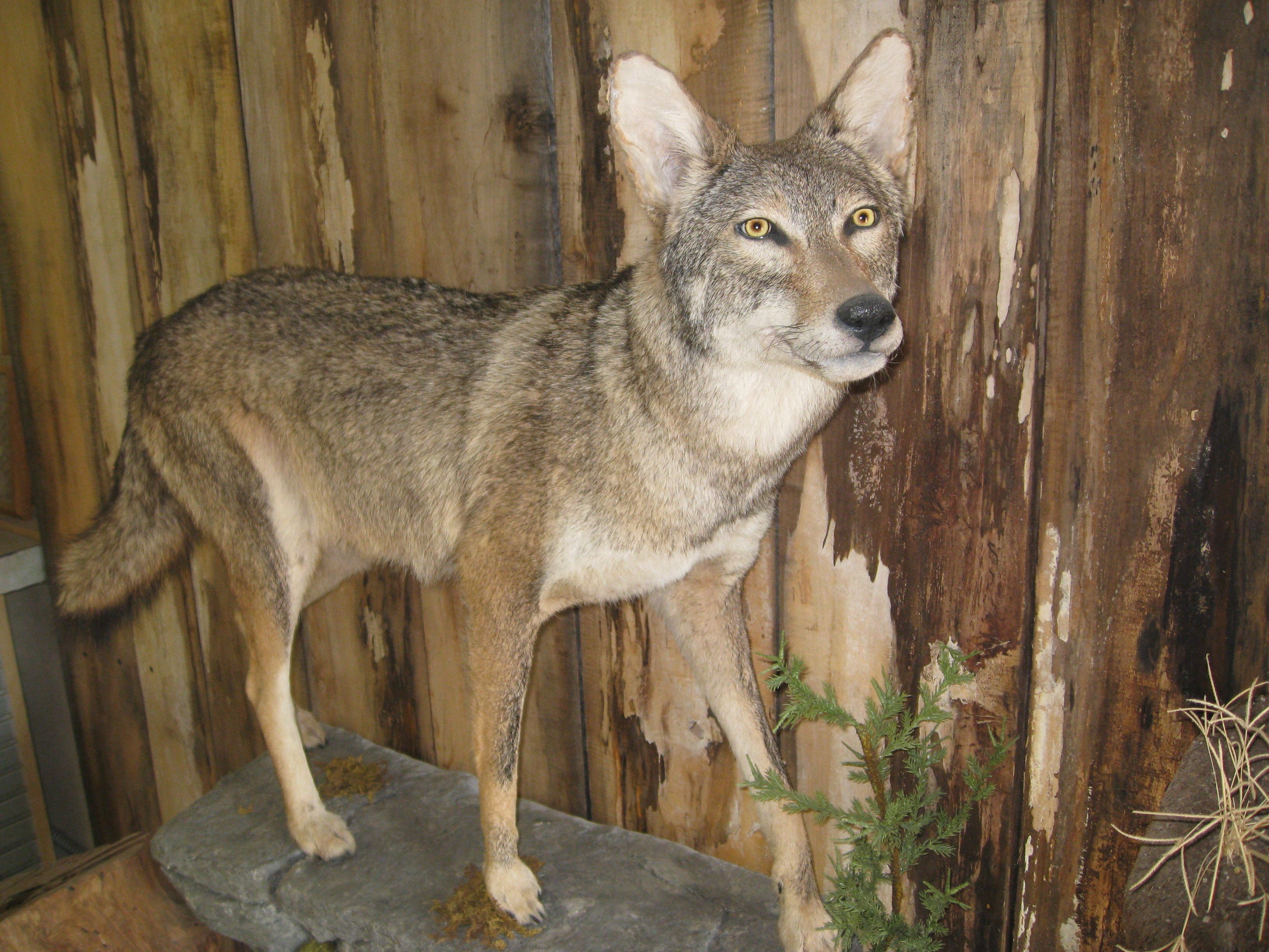 https://0201.nccdn.net/1_2/000/000/0c3/e16/Taxidermy-2-110-3264x2448.jpg