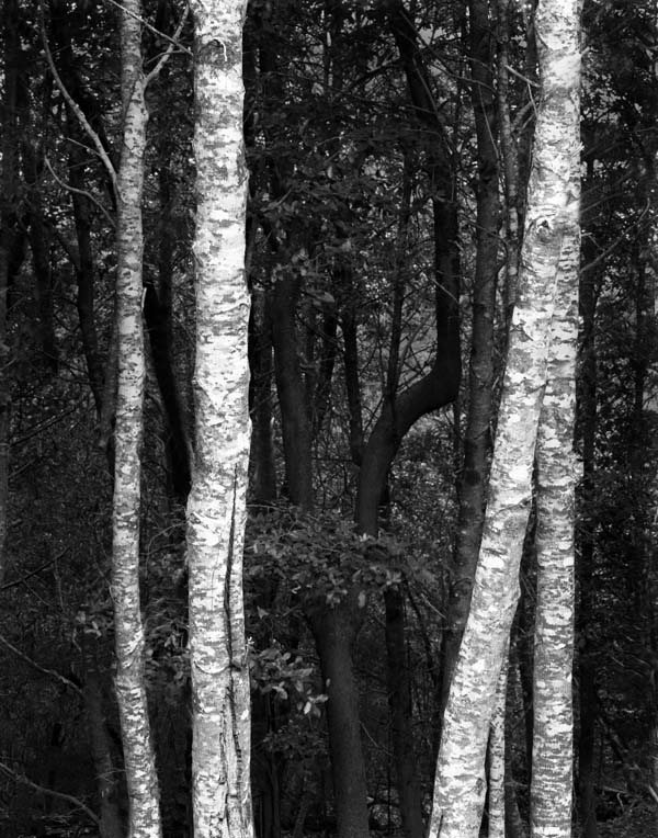 Birch Trees