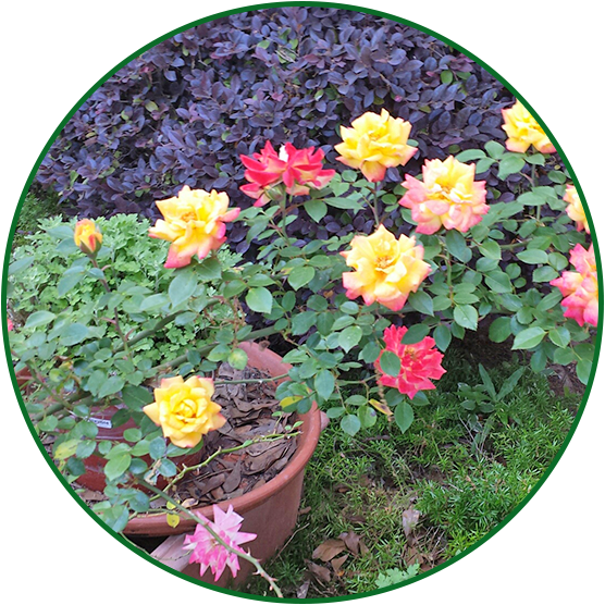 Colorful Flowers