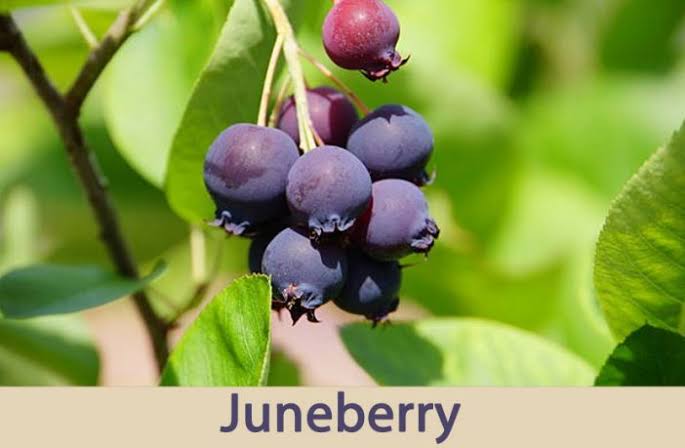 JUNEBERRY