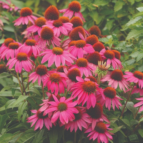 PowWow Wild Berry PowWow Wild Berry