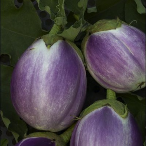 Rosa Bianca Rosa Bianca
