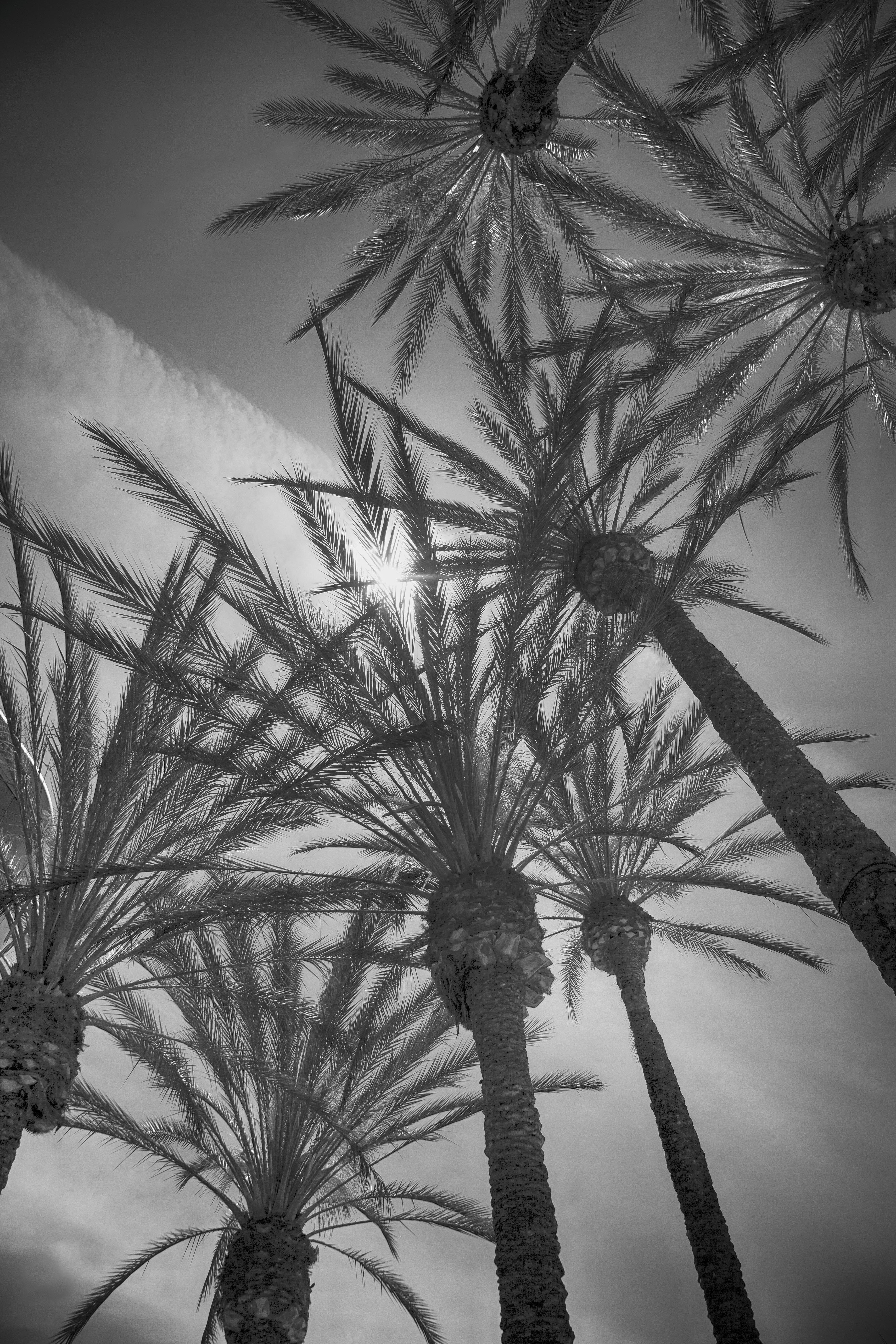 Palm Altitudes