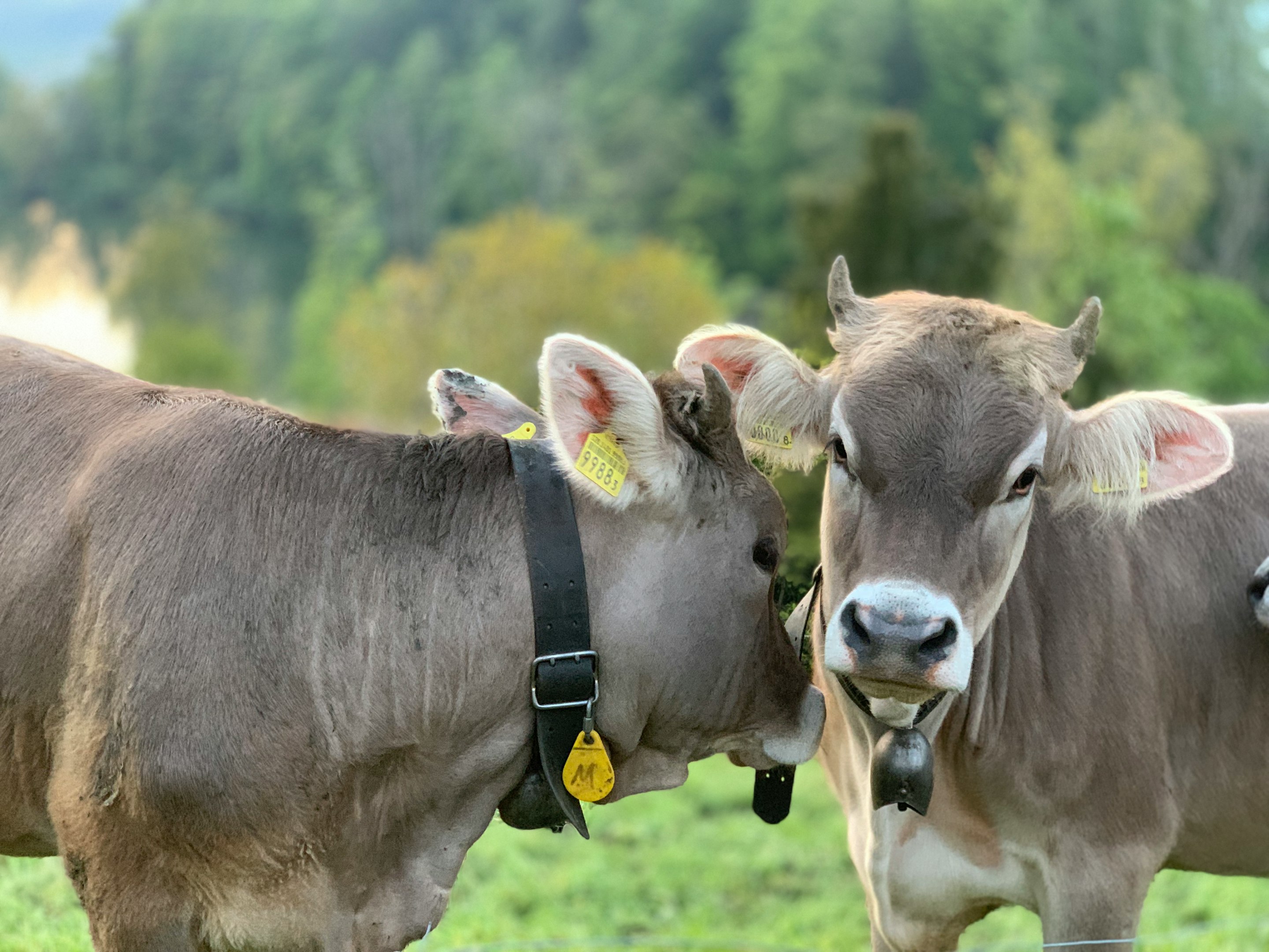 vaca marrón con cinta para la cabeza amarilla y blanca en campo de césped verde durante el día
