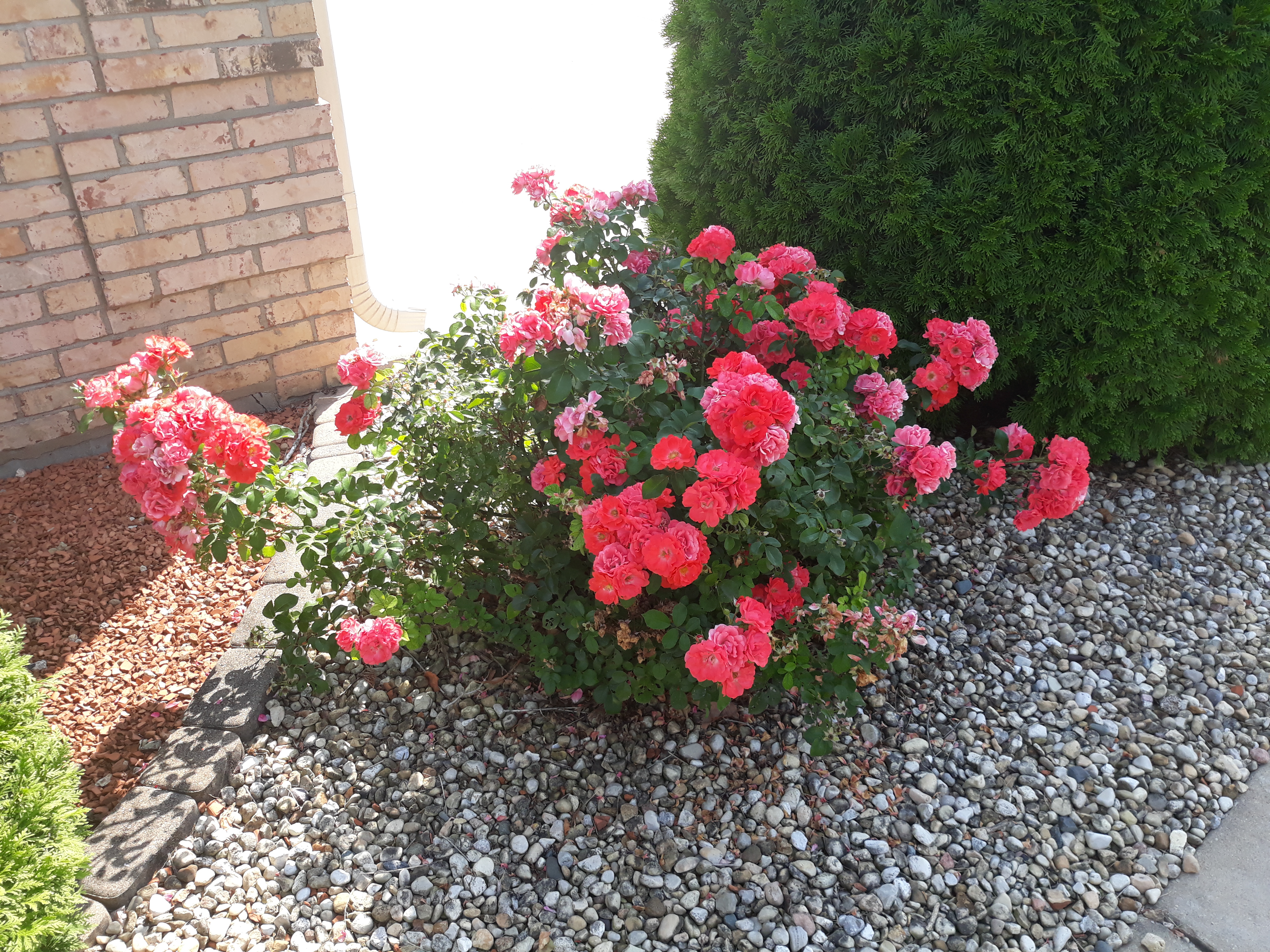 https://0201.nccdn.net/1_2/000/000/0c6/440/drift-rose-coral.jpg