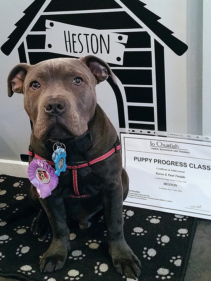 Jo Churlish Kennel Club Good Citizen Dog Scheme