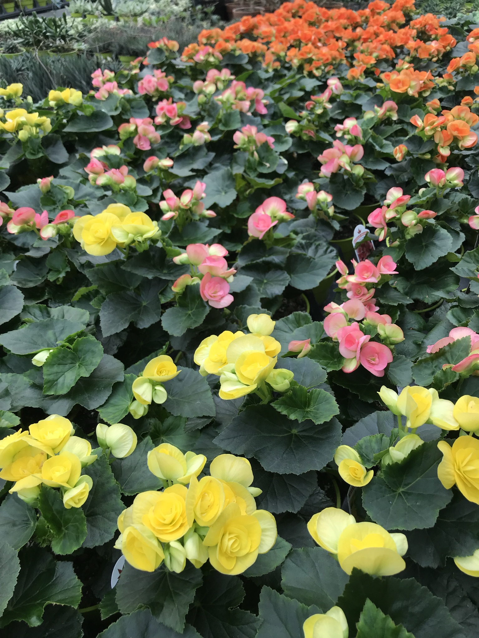 Unbeatable Prices? Your Guide To Amish Greenhouses In St. Charles Mn - 1tys2bu
