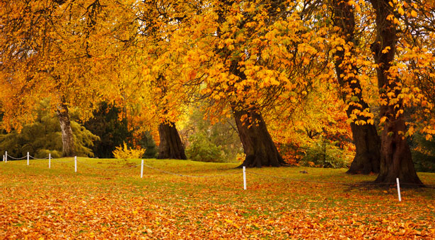 https://0201.nccdn.net/1_2/000/000/0c7/7ae/autumn-in-park.png