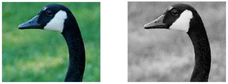 Figure 13: Color and Gray-scale Photos of a Canadian Goose.