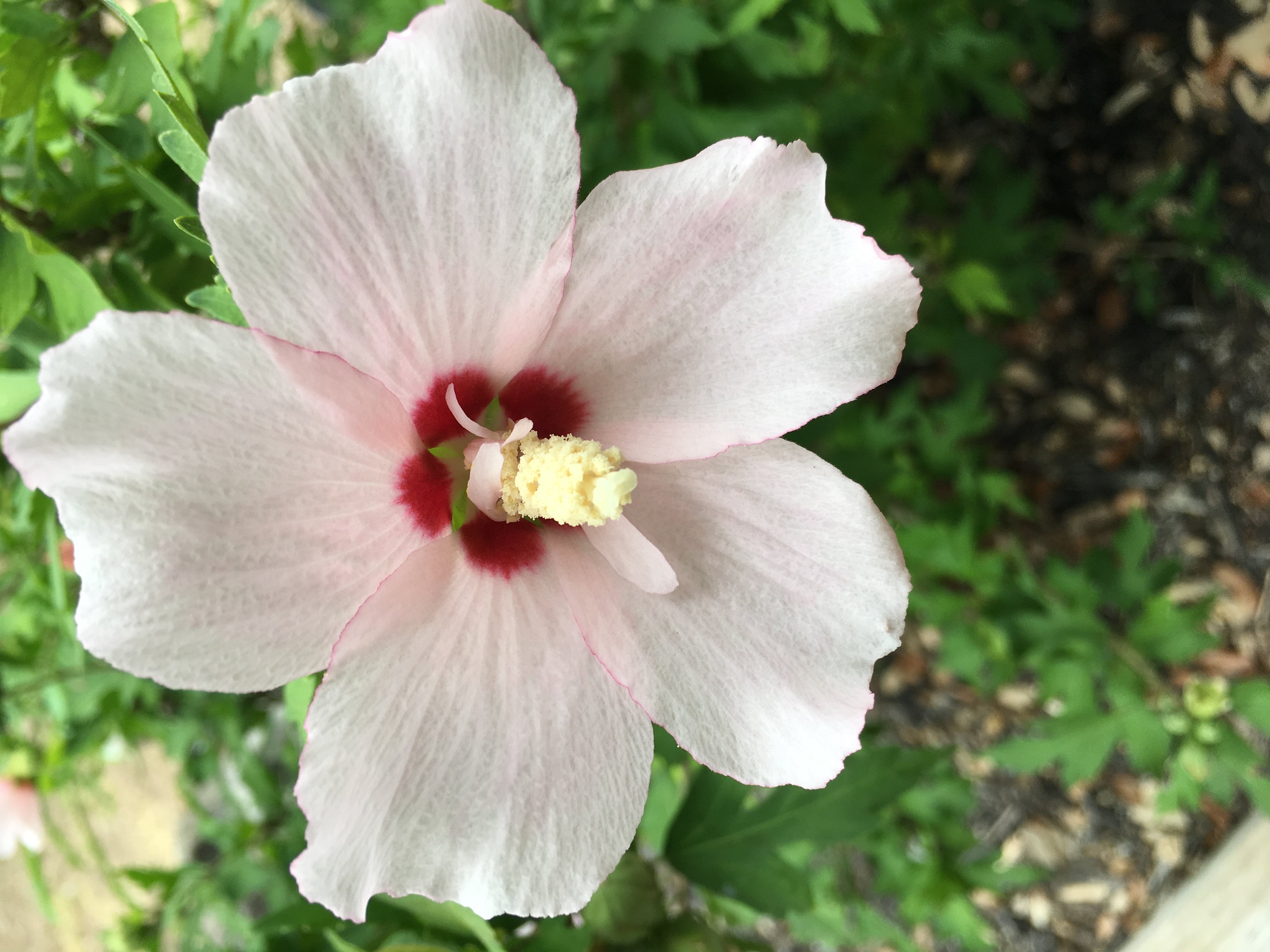 Pastel Pink Double Rose of Sharon