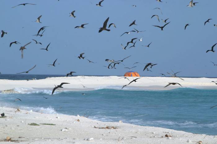MILES DE AVES SURCAN LOS CIELOS DE CONTOY