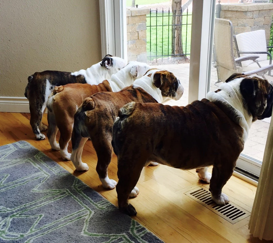 BULLDOGS
Owned by Karla & John Thompson