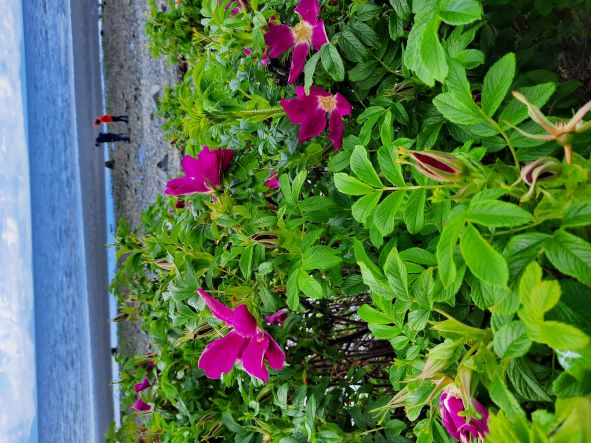 5/12/2022 - From Gail R. in White Rock: Rosa Rugosa in bloom at White Rock Beach.  Rugosas are quite hardy and being on public land, probably not pruned too hard hence the early bloom.  Found by Gail on morning walk at the White Rock waterfront..."a moment of joy on a chilly morning".