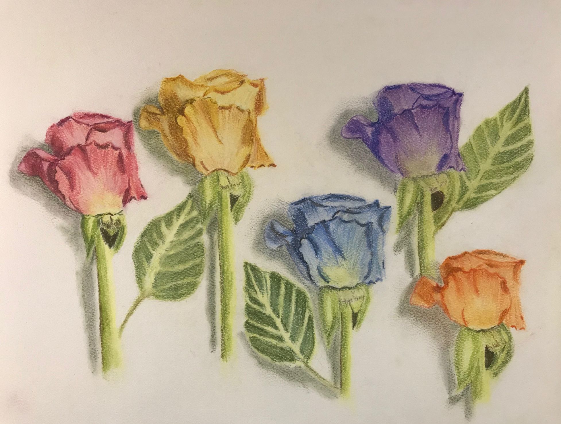 Value Study in Roses