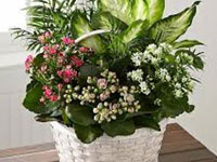 Plants And Flowers In A Basket