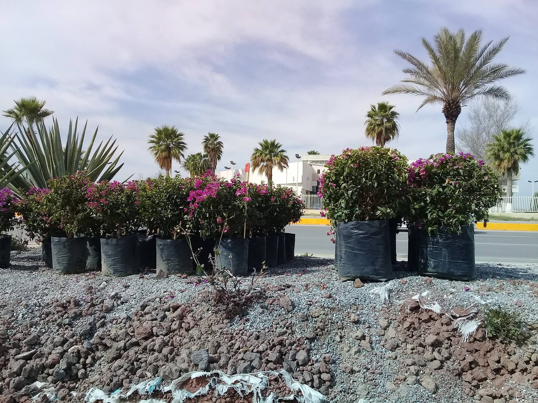 Bugambilia mini morada