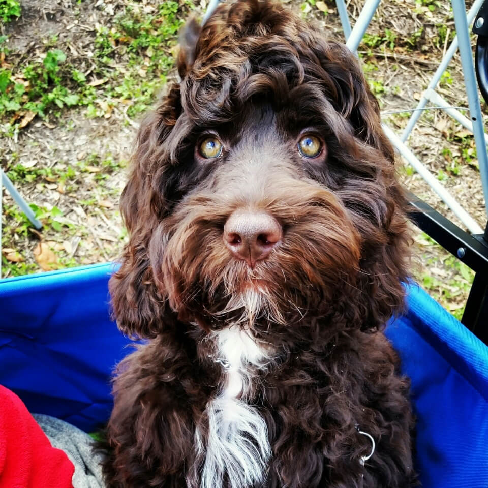 Lakewood Australian Labradoodles Complete Guide to Labradoodle Colors