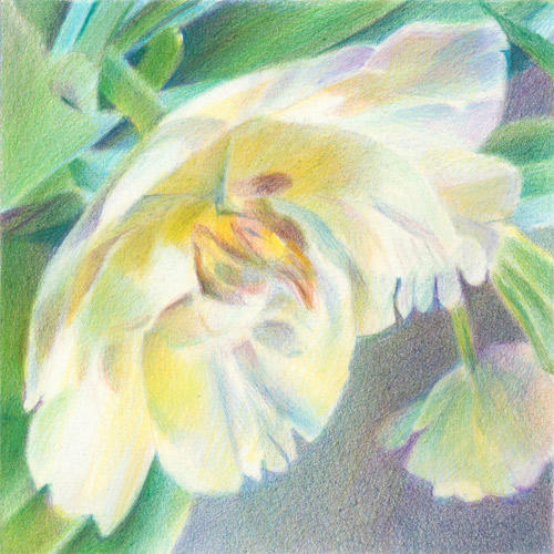 Parrot in Profile (6" x 6") Coloured Pencil on Arches Aquarelle HP 