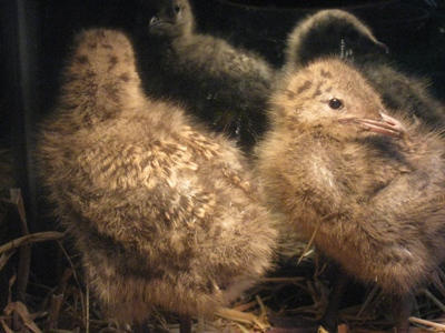 Seagull chicks being raised by us.