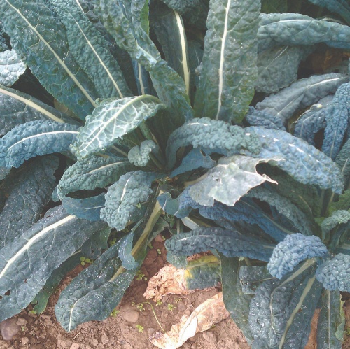 20 Seeds Vigorous Scarlet Bor Kale 