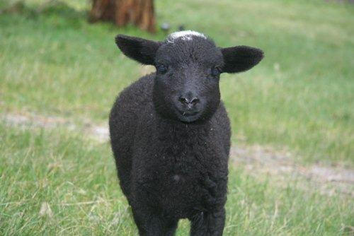 Lilly was rescued when her mum was found dead in a paddock.