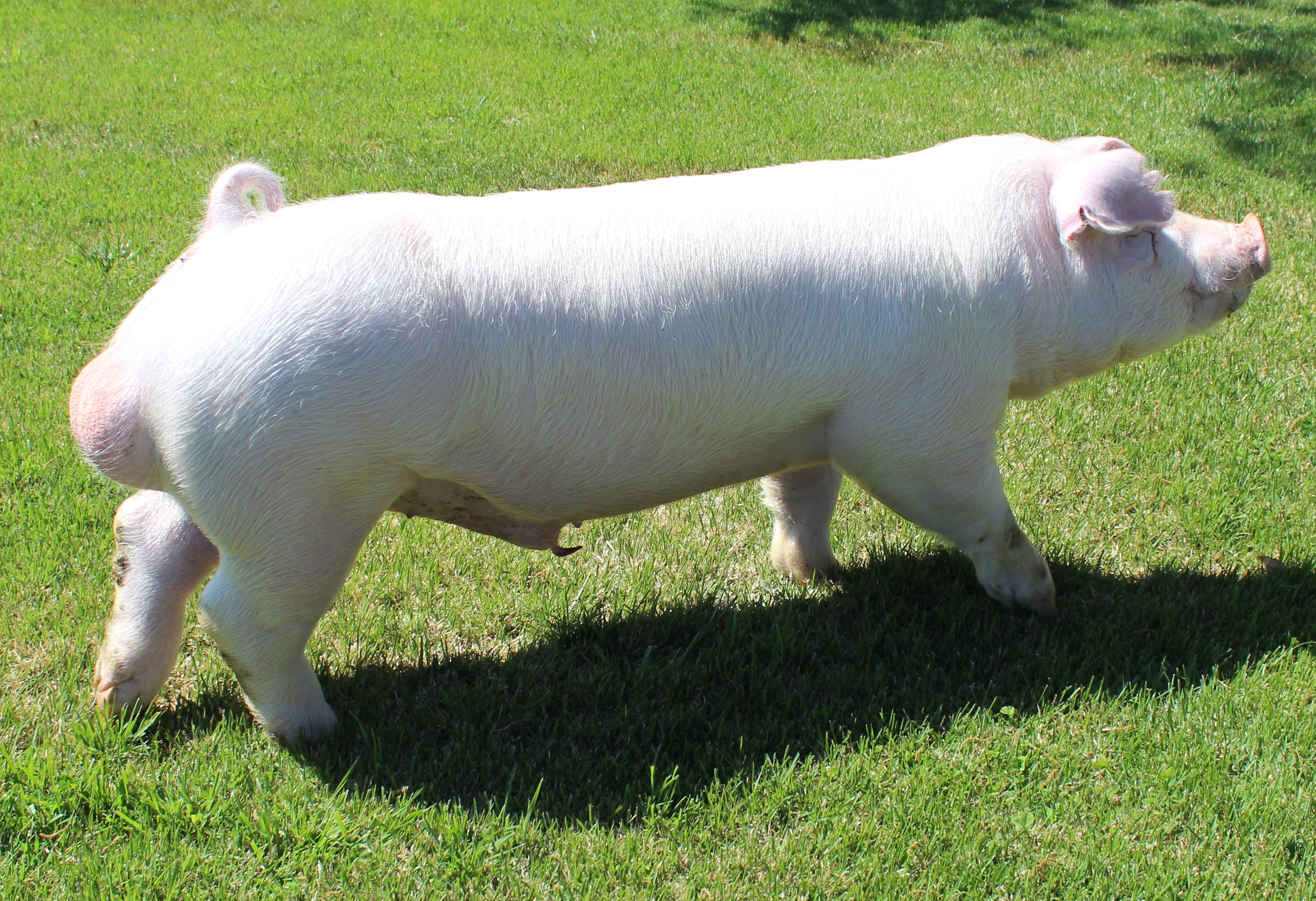 Ein 19-1
Ein X Steppin' Out
Stress Status -Negative
Bred by: Prater Show Pigs