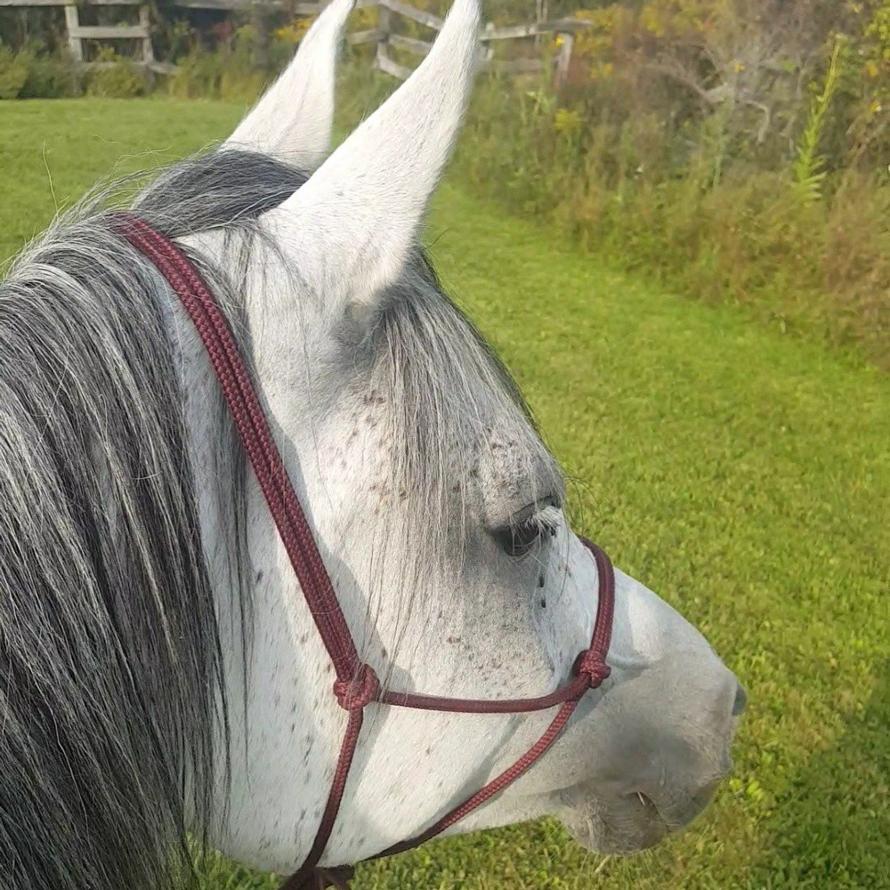 Zultan out on the trails 