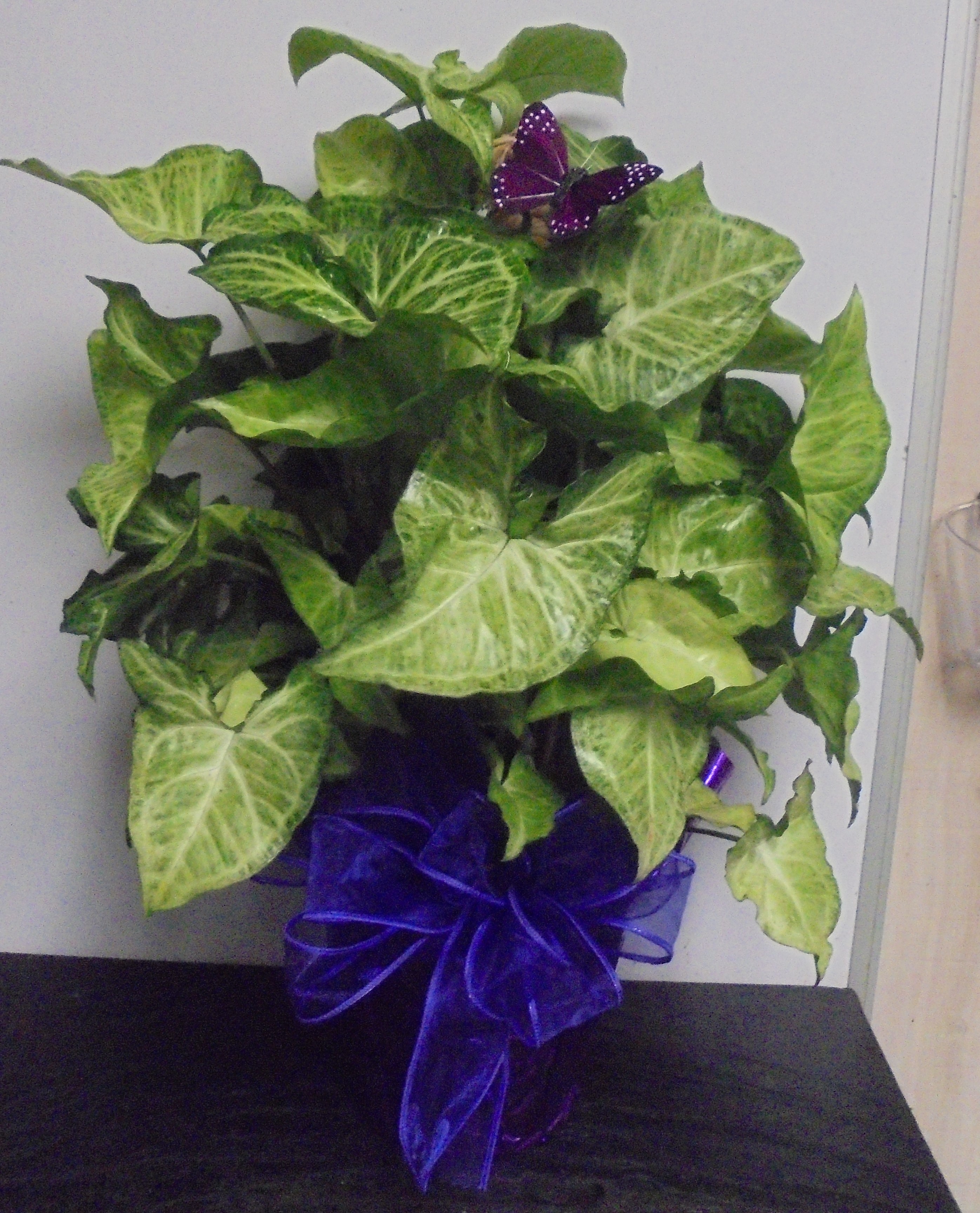 (28)  ""Butterfly" Pole Plant
W/ Butterfly
$40.00