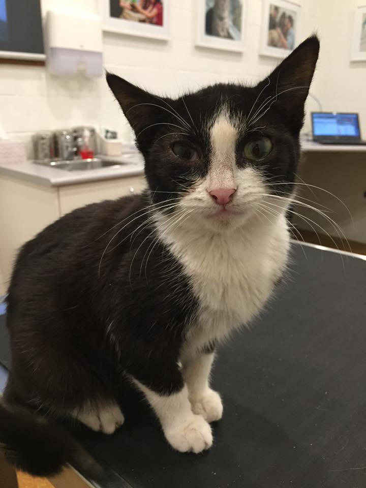 Our adorable Bryce, this gorgeous boy was sick from the time we rescued him till 8 months old where we had to make the heartbreaking decision to have him put to sleep due to having FIP which is a deadly and contagious virus. RIP gorgeous boy <3