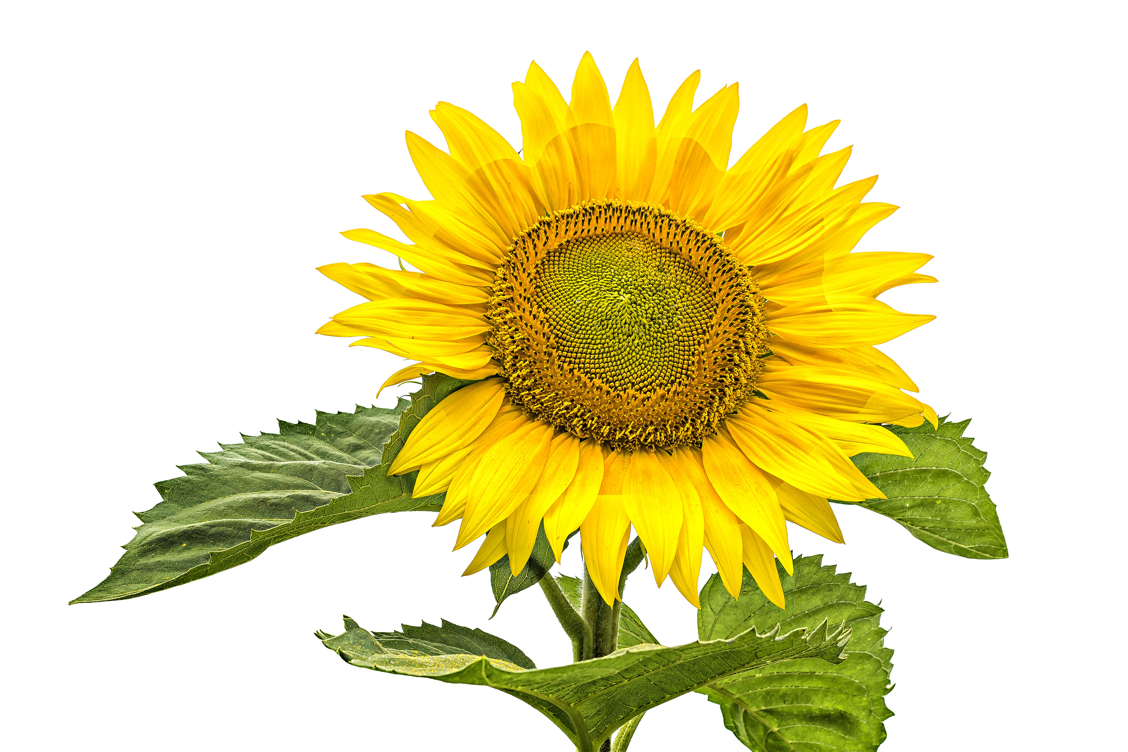 It's Not Kansas Dorothy