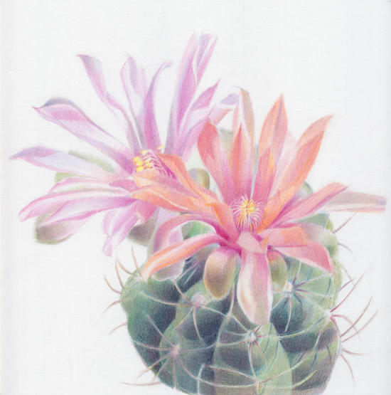 Gymnocalycium capillaense – in flower