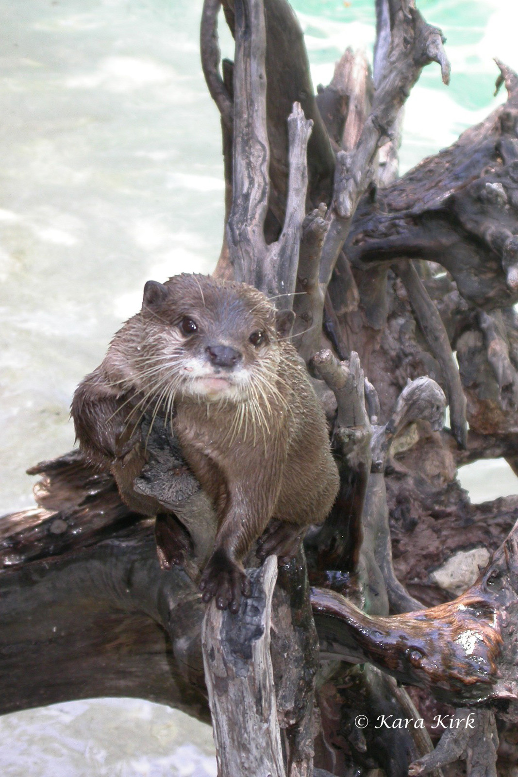 https://0201.nccdn.net/1_2/000/000/0cd/5d2/River-Otter-2-4x6-1067x1600.jpg