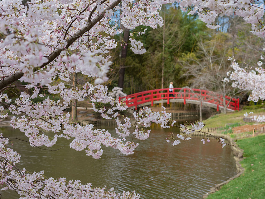 Cherry Blossoms And the Red Bridge