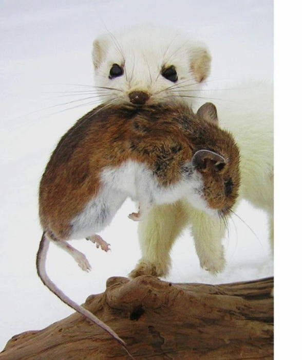 ermine-with-mouse
