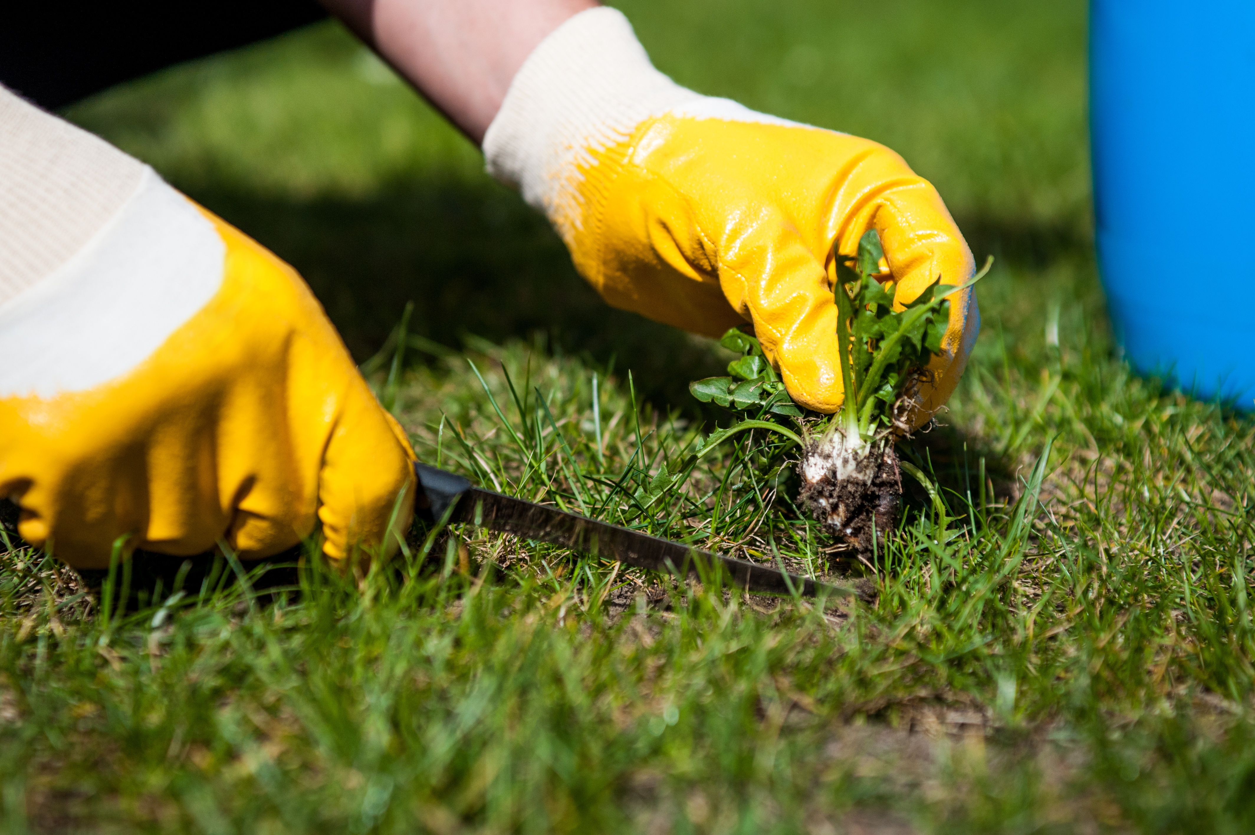The Importance Of Pre Emergent Lawn Treatment Austin Tx The Importance Of Pre Emergent Lawn Treatment Austin Tx