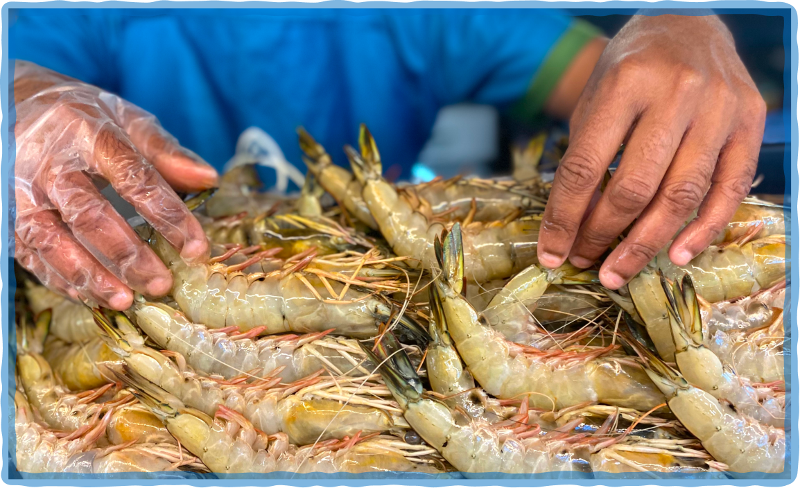 Hands holding raw shrimp Hands holding raw shrimp