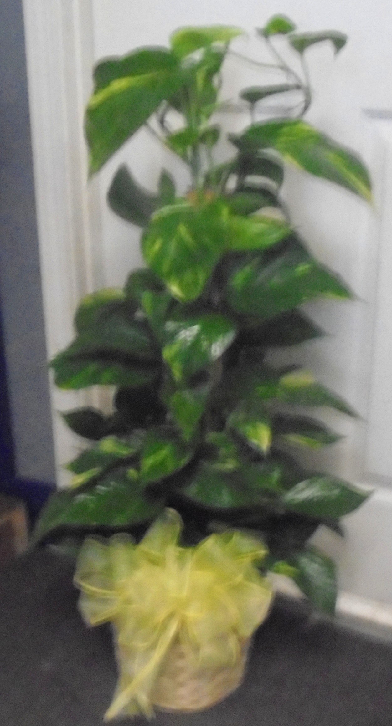  (21) "Totem Pole" Plant
$100.00