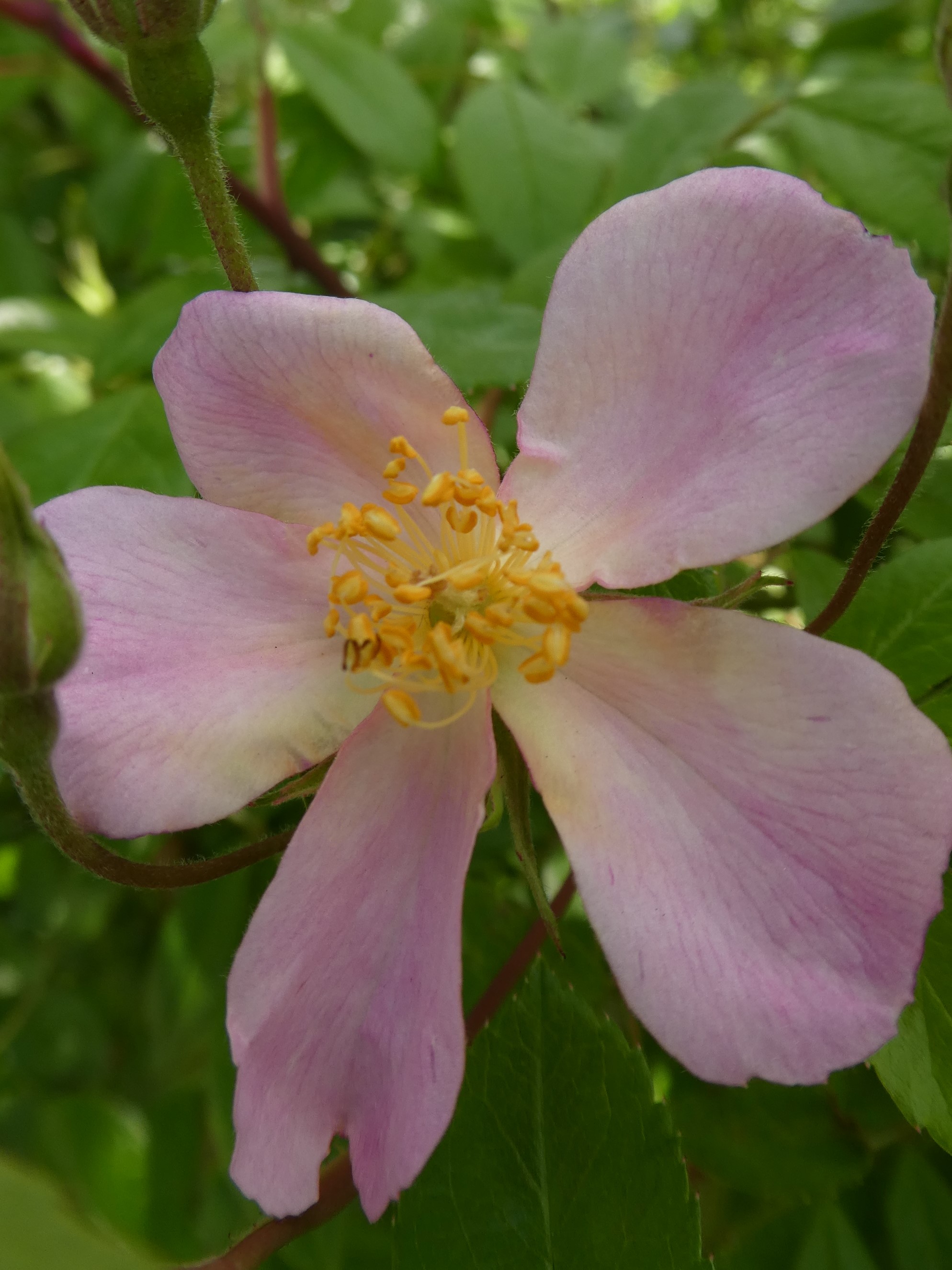 Brenda's shrub rose 'Plaisanterie' bloomed May 1 in her Coquitlam garden