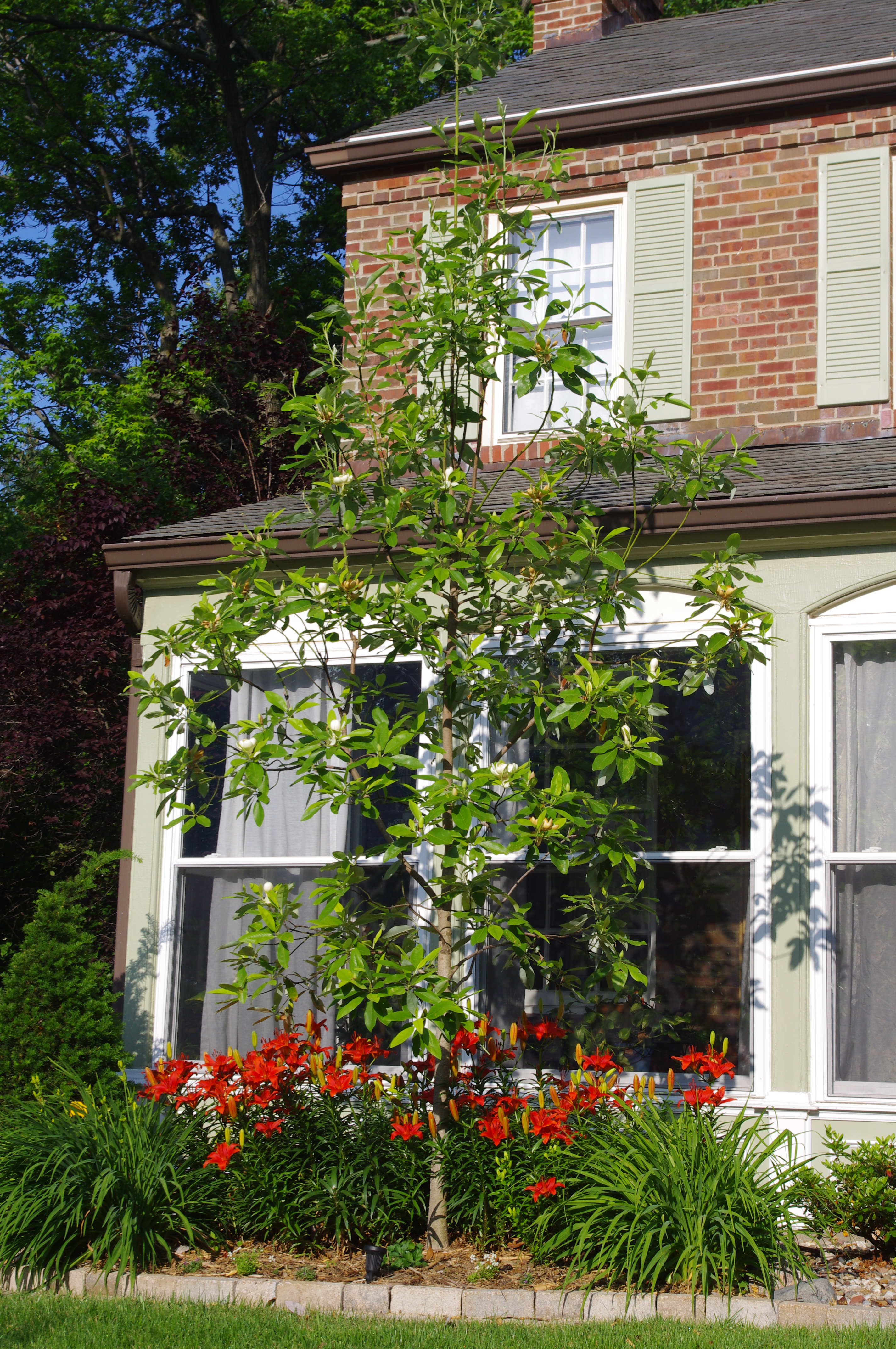 https://0201.nccdn.net/1_2/000/000/0cf/4aa/sweet-bay-magnolia.jpg