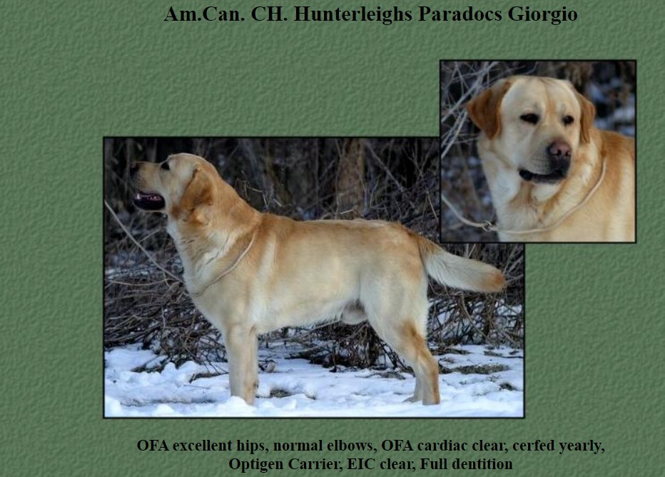 https://0201.nccdn.net/1_2/000/000/0d0/28c/am-can-ch-hunterleighs-paradocs-giorgio.jpg