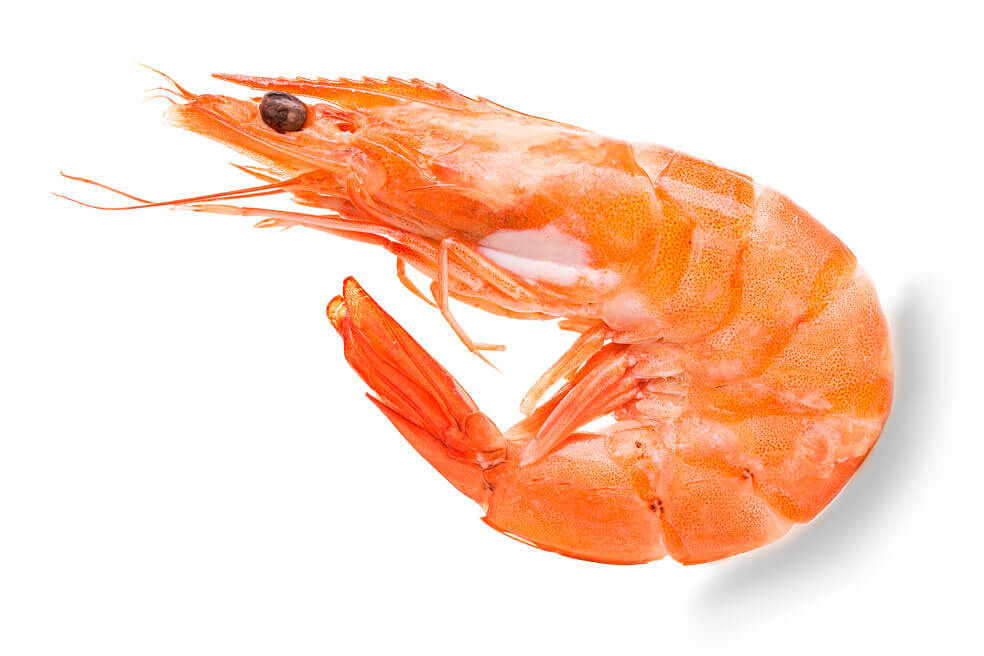 Freddie Avila, Pesca de Camarón y Mariscos SA de CV - CAMARON FRESCO